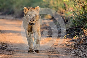 Young Male Lion in Kruger National Park