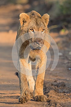 Young Male Lion in Kruger National Park