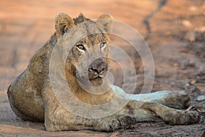 Young Male Lion in Kruger National Park