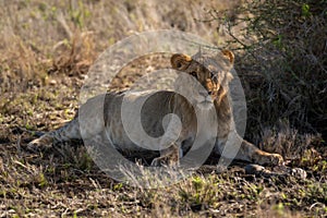 Young male lion lies near zebra hoof