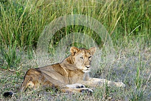 Young Male Lion Lying Down