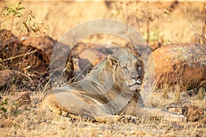 Young male lion lying down in shade to rest