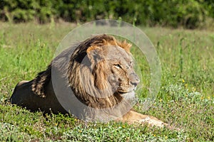 Young male lion lying in the grass