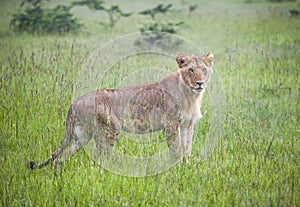 Young male lion in the Masaai Mara