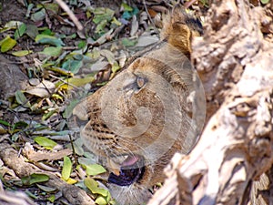 Young male lion with mouth open looking to the left side