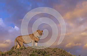 Young Male Lion near Mara Air Strip with colourful sky see at Masai Mara, Kenya