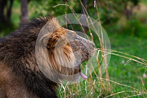 Young male lion in the Okavango Delta, Botswana