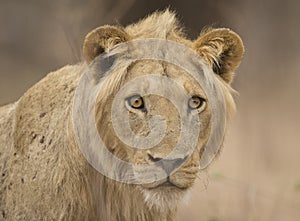 Young male lion (Panthera leo)