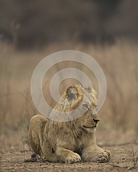 Young male lion (Panthera leo)