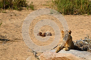 Young male Lion (Panthera leo)