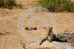 Young male Lion (Panthera leo)