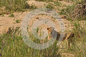 Young male Lion (Panthera leo)