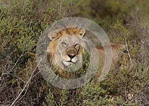 Young male lion Panthera leo emerging from the brush