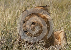 Young male lion Panthera leo hiding in the grass