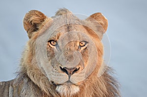 Young male lion(Panthera leo krugerii)