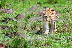 Young male lion or Panthera leo in nature