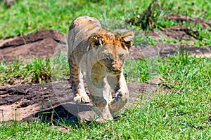 Young male lion or Panthera leo in nature