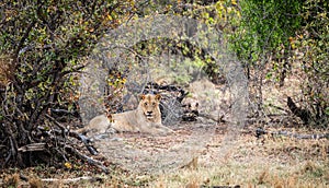 Young male Lion (Panthera Leo) relaxing in the shadow at Kruger National Park