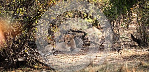 Young male Lion (Panthera Leo) relaxing in the shadow at Kruger National Park