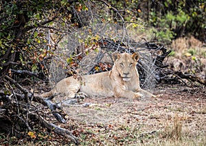 Young male Lion (Panthera Leo) relaxing in the shadow at Kruger National Park