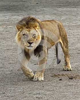 Young male lion Panthera leo walking in the Serengeti