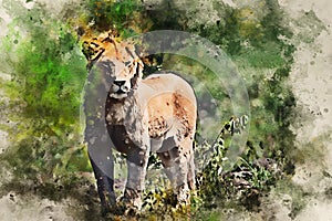 Young male lion or Panthera leo watercolor picture
