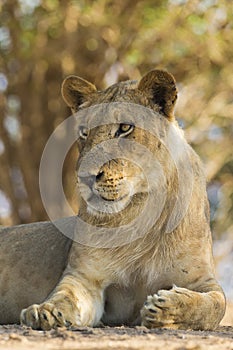 Young male Lion portrait