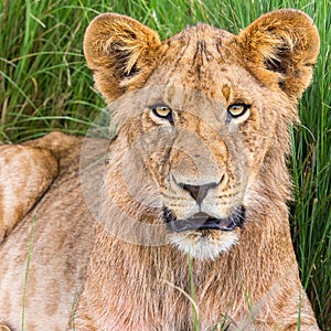 Young Male Lion Portrait