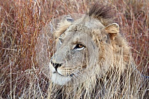 Young male lion with punk hairstyle