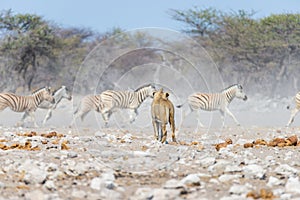 Young male Lion, ready for attack, walking towards herd of Zebras running away, defocused in the background. Wildlife safari in th