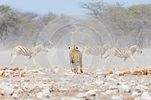 Young male Lion, ready for attack, walking towards herd of Zebras running away, defocused in the background. Wildlife safari in th