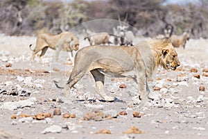 Young male Lion, ready for attack, walking towards herd of Zebras running away, defocused in the background. Wildlife safari in th