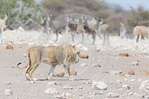 Young male Lion, ready for attack, walking towards herd of Zebras running away, defocused in the background. Wildlife safari in th