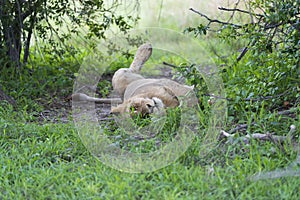 A young male lion relaxing