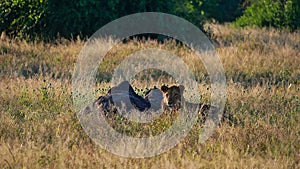 Young male lion relaxing besides a termite mound in the high grass in the evening sun in Chobe National Park, Botswana.