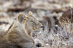 Young male lion resting in Lewa conservancy in Kenya.