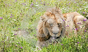 Young male lion resting on a meadow in the Ngorongoro Crater