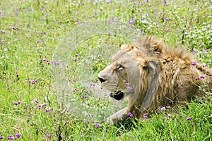 Young male lion resting in the savannah at Ngorongoro Crater