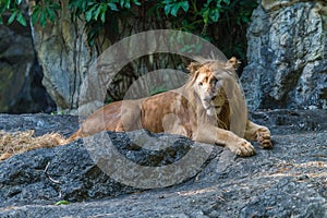 The young male lion is resting