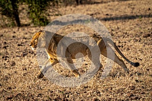Young male lion runs downhill on grass photo