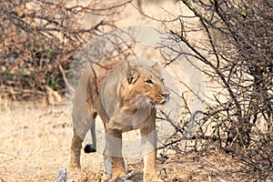 Young male lion stalking prey in the Boteti River region of Botswana