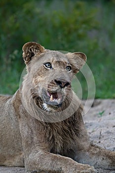 A young male lion twisting his head to look for a fly.