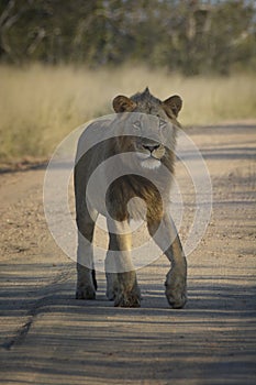 Young male lion walking on a sand road looking alert