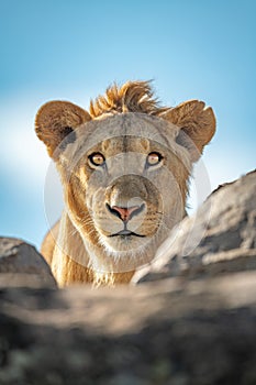 Young male lion watches camera over rocks