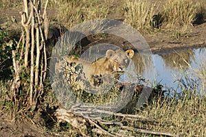 Young male lion in the wild maasai mara