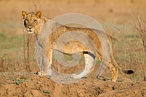 Young male Lion (Panthera leo) looking at the camera