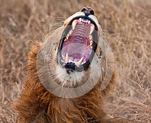 Young male lion yawning