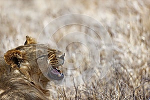 Young male lion yawning in Lewa conservancy in Kenya.