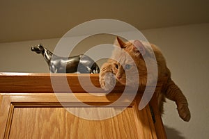Orange tabby cat perched on top of cabinet with horse statue photo