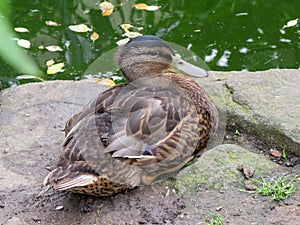 Young male Mallard duck resting next to a pond.